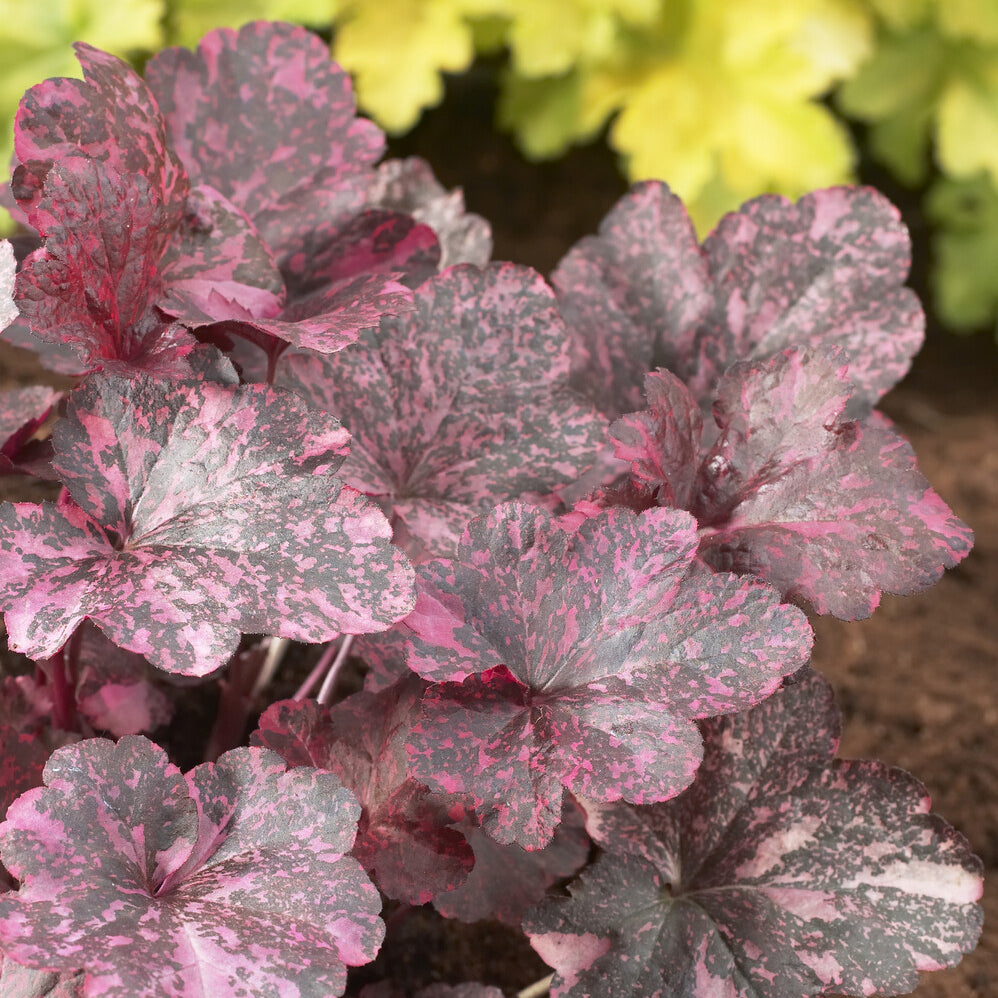 Heuchera Midnight Rose - Purpurglöckchen ‘Midnight Rose’ - Heuchera - Purpurglöckchen
