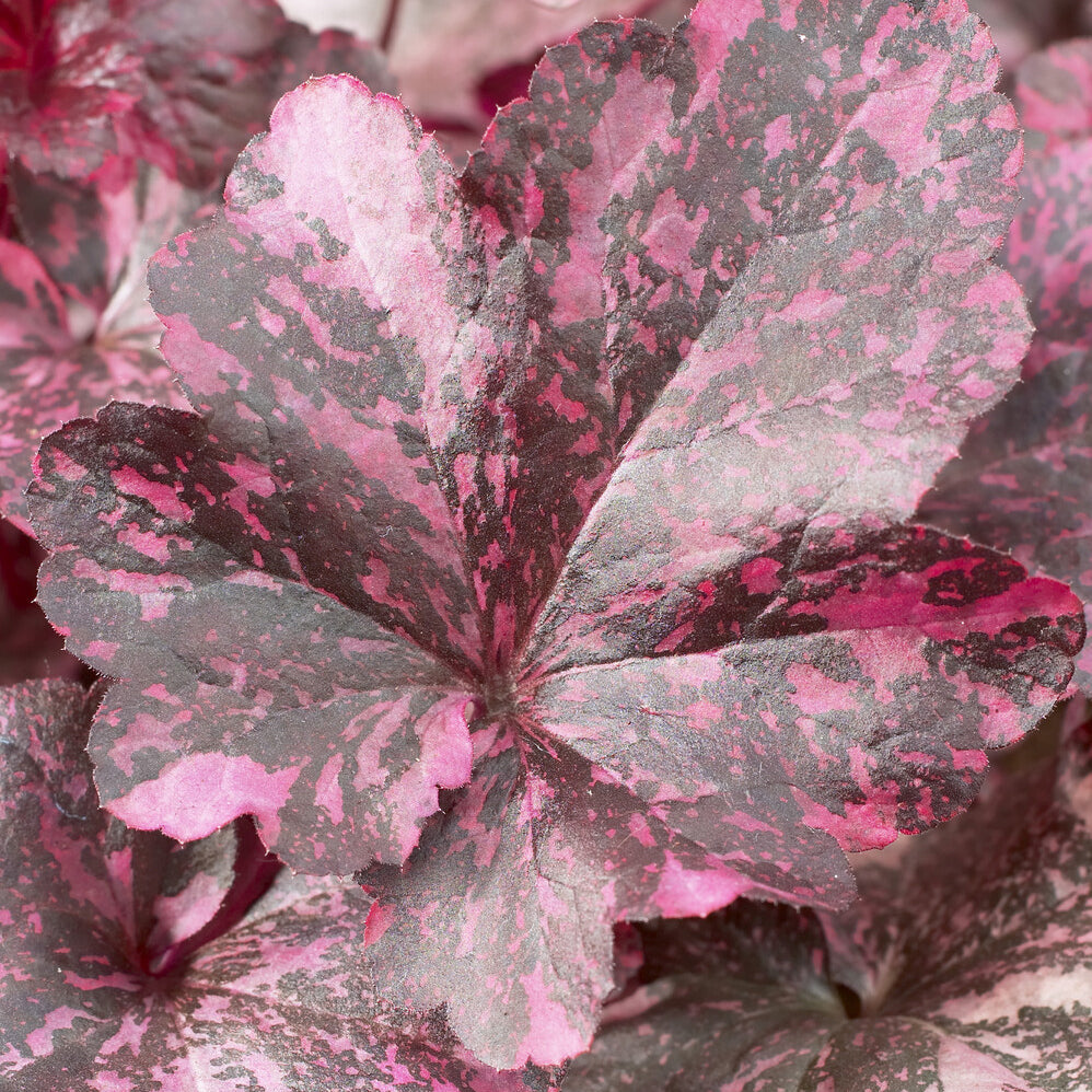 Purpurglöckchen ‘Midnight Rose’ - Heuchera Midnight Rose - Bakker