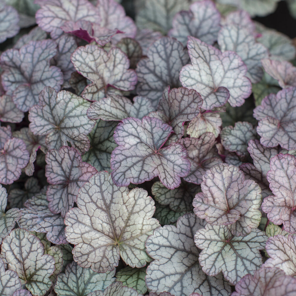 Heuchera Silver Scrolls - Bakker