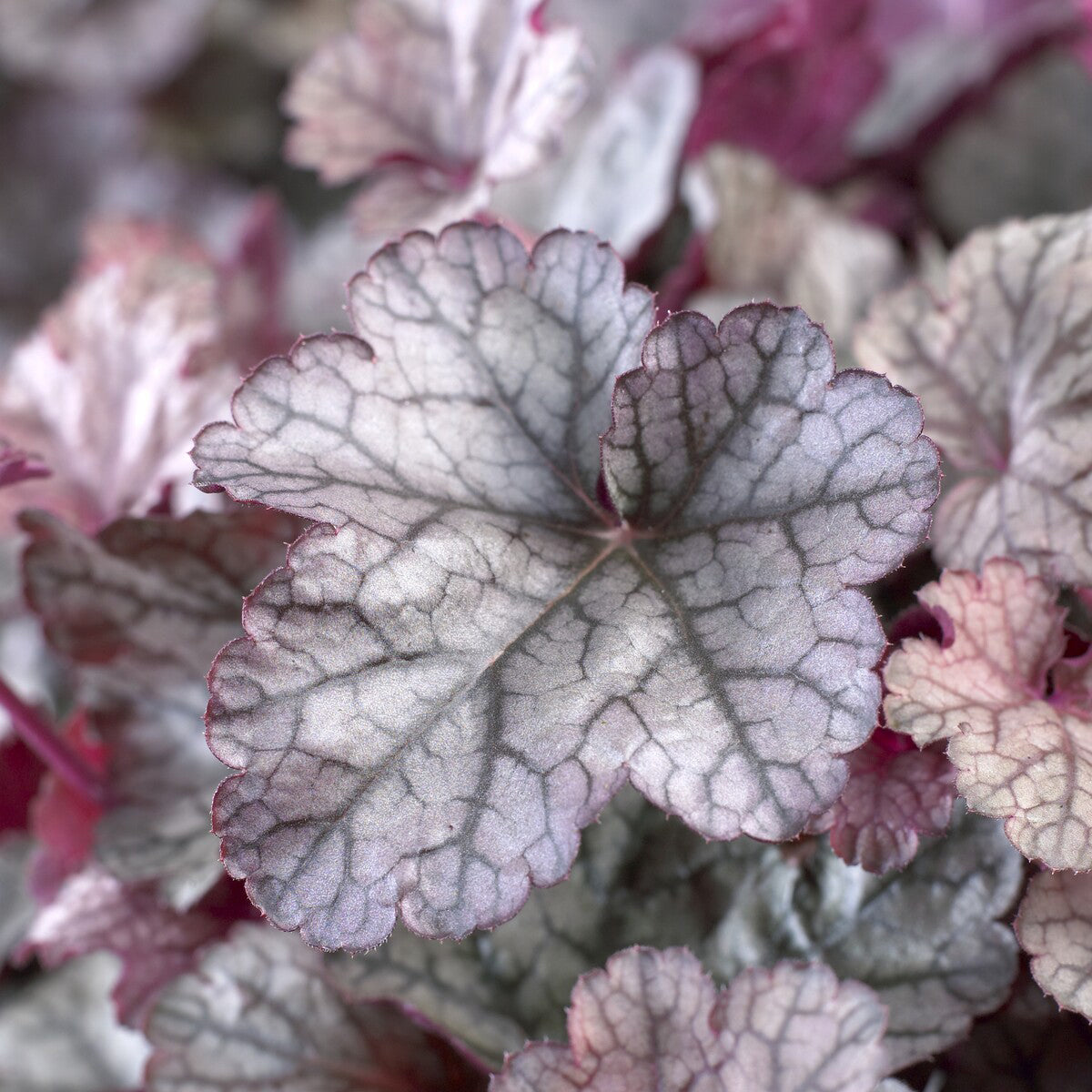 Heuchera Silver Scrolls - Heuchera Silver Scrolls - Heuchera - Purpurglöckchen