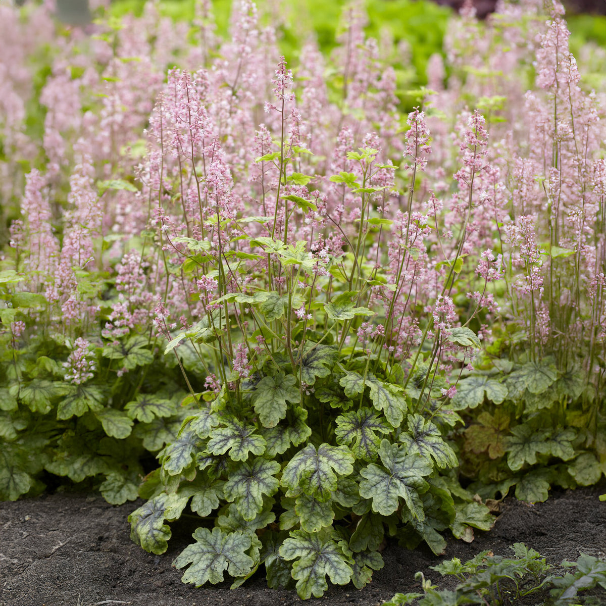 Heucherella Tapestry - Bakker
