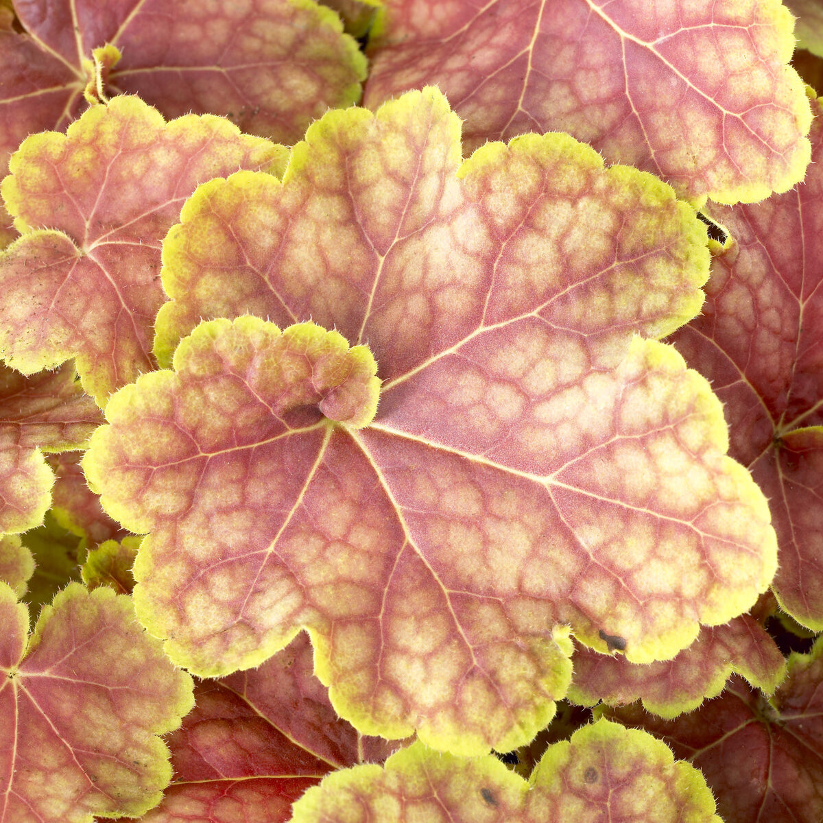 Verkauf Heuchera Tiramisu - Heuchera Tiramisu