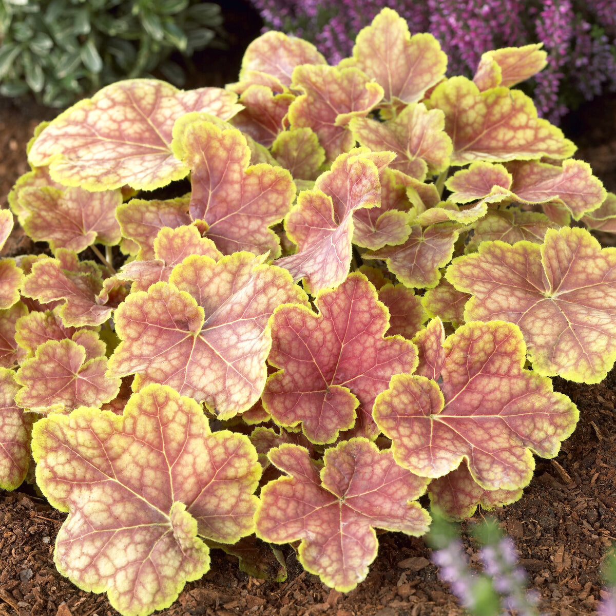 Heuchera - Purpurglöckchen - Heuchera Tiramisu - Heuchera Tiramisu