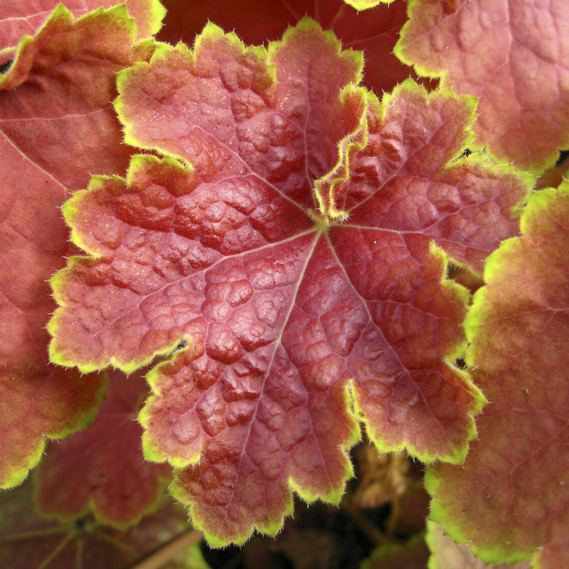 Heuchera Tiramisu - Heuchera Tiramisu - Heuchera - Purpurglöckchen
