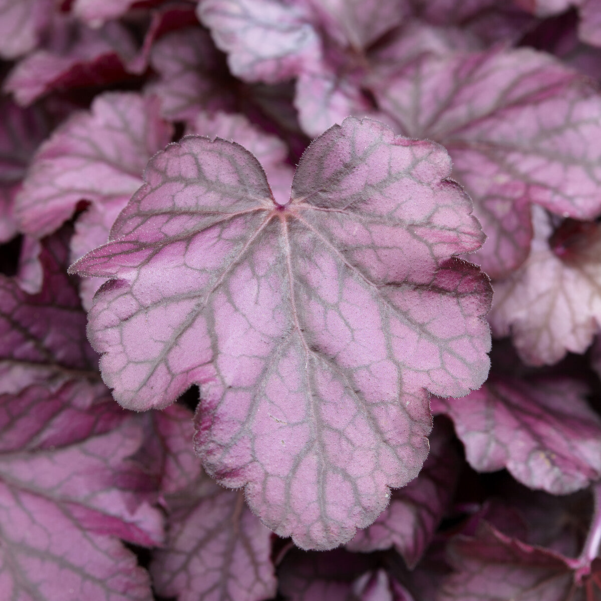 Heuchera - Purpurglöckchen - Heuchera Wild Rose - Heuchera Wild Rose