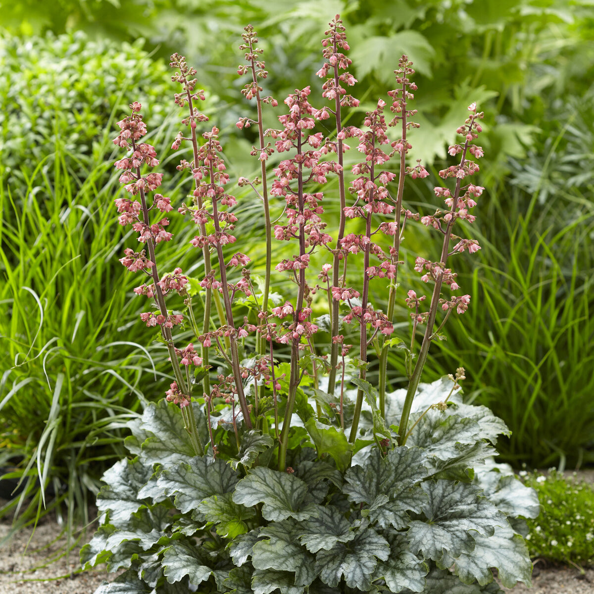 Heuchera Paris - Heuchera Paris - Heuchera - Purpurglöckchen