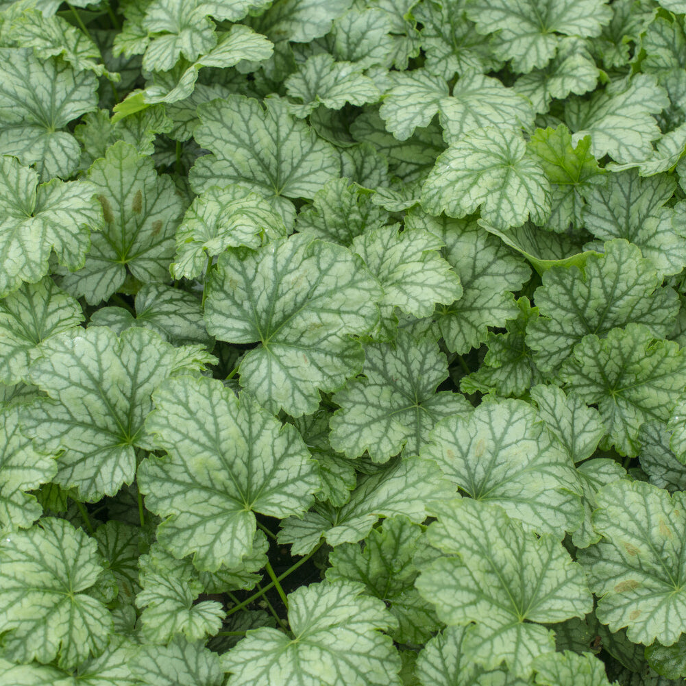 Verkauf Heuchera Paris - Heuchera Paris