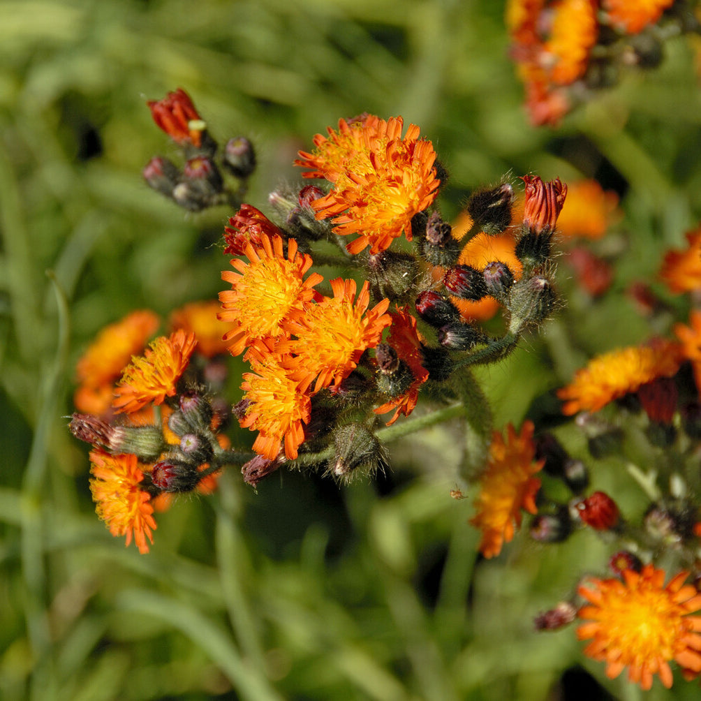 Orangerotes Habichtskraut - Hieracium aurantiacum - Bakker