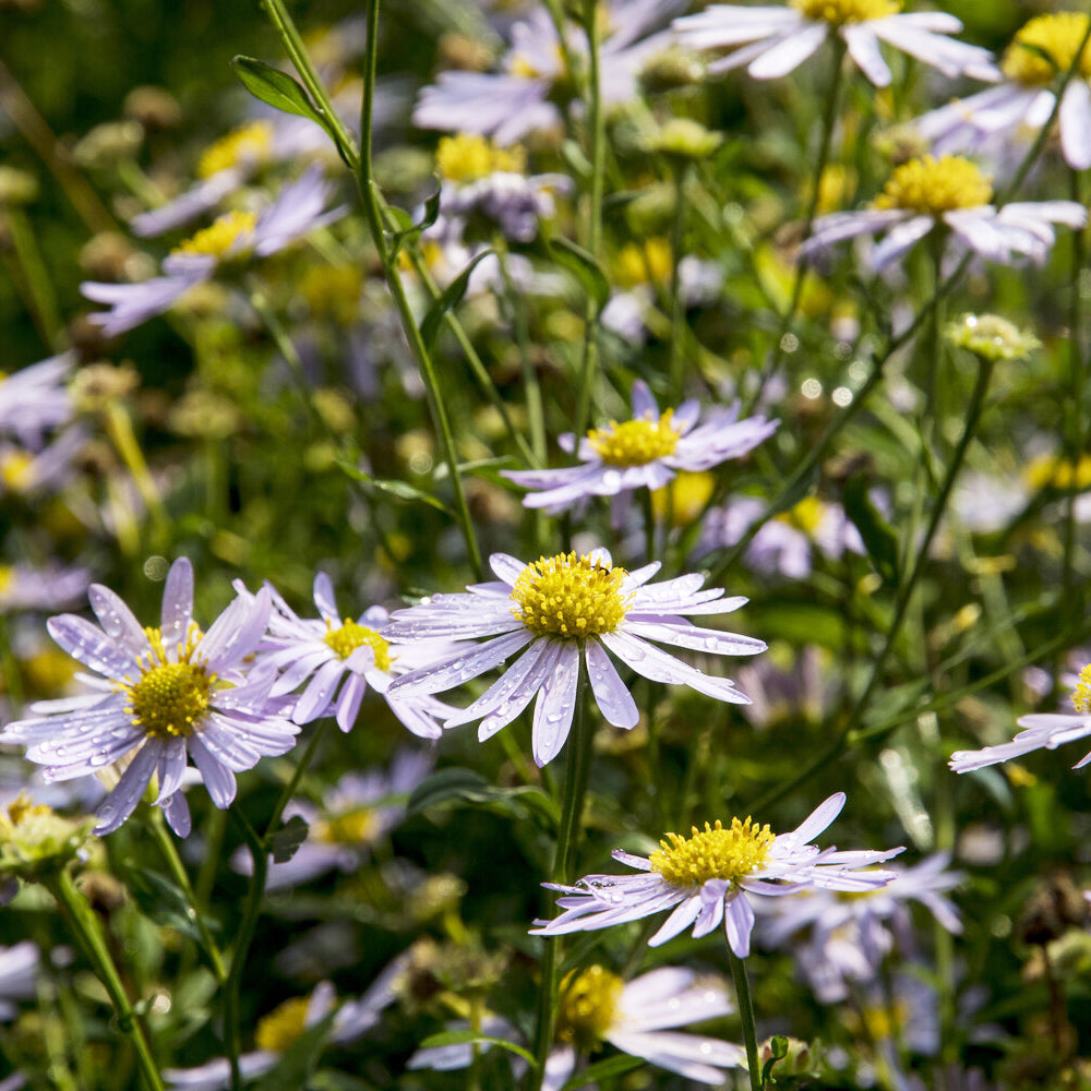 Schönastern Charlotte - Kalimeris incisa Charlotte - Bakker