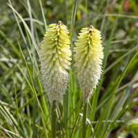 Kniphofia - Fackellilie ‘Ice Queen’ - Kniphofia Ice Queen