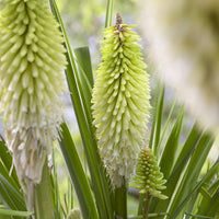 Fackellilie ‘Ice Queen’ - Kniphofia Ice Queen - Bakker