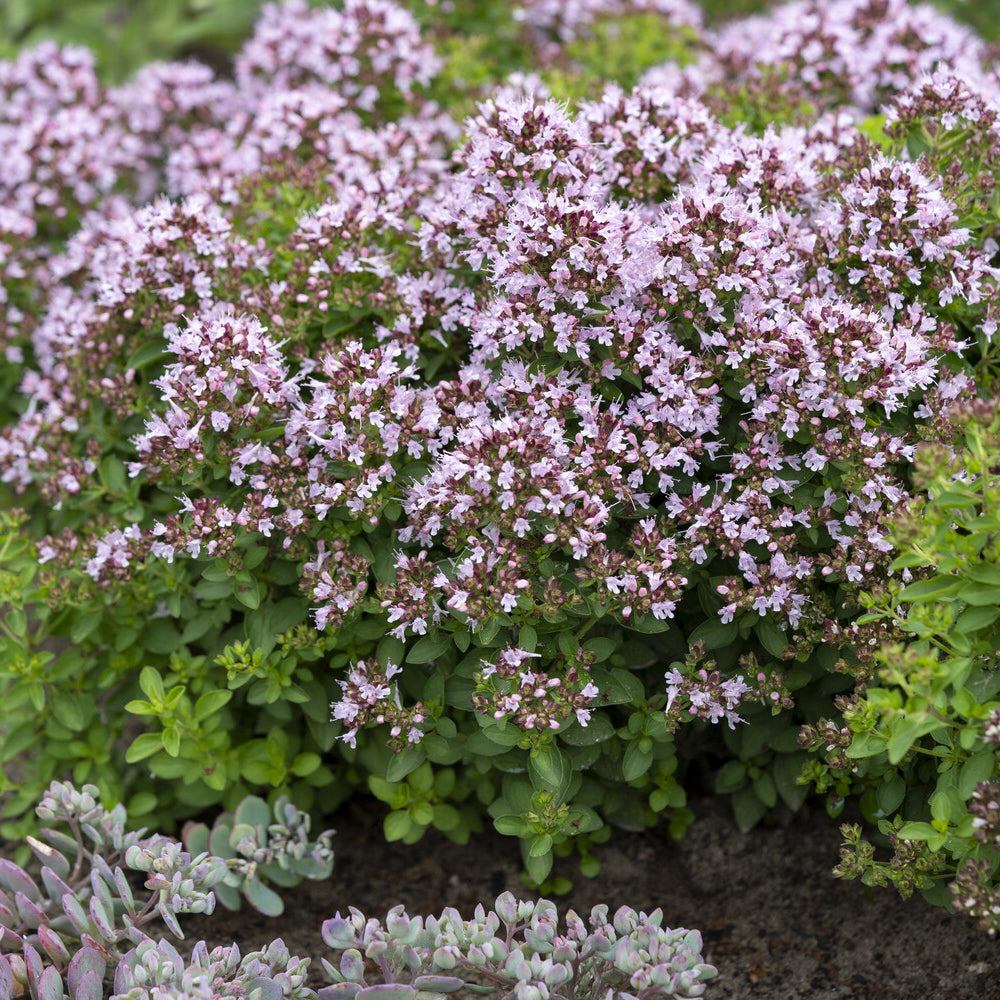 Oregano ‘Compactum’ - Origanum vulgare Compactum - Bakker