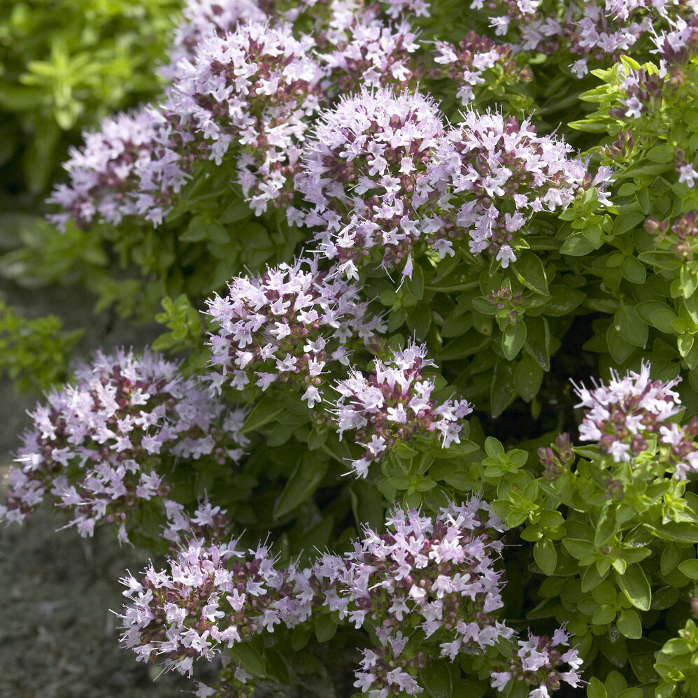 Oregano ‘Compactum’ - Bakker