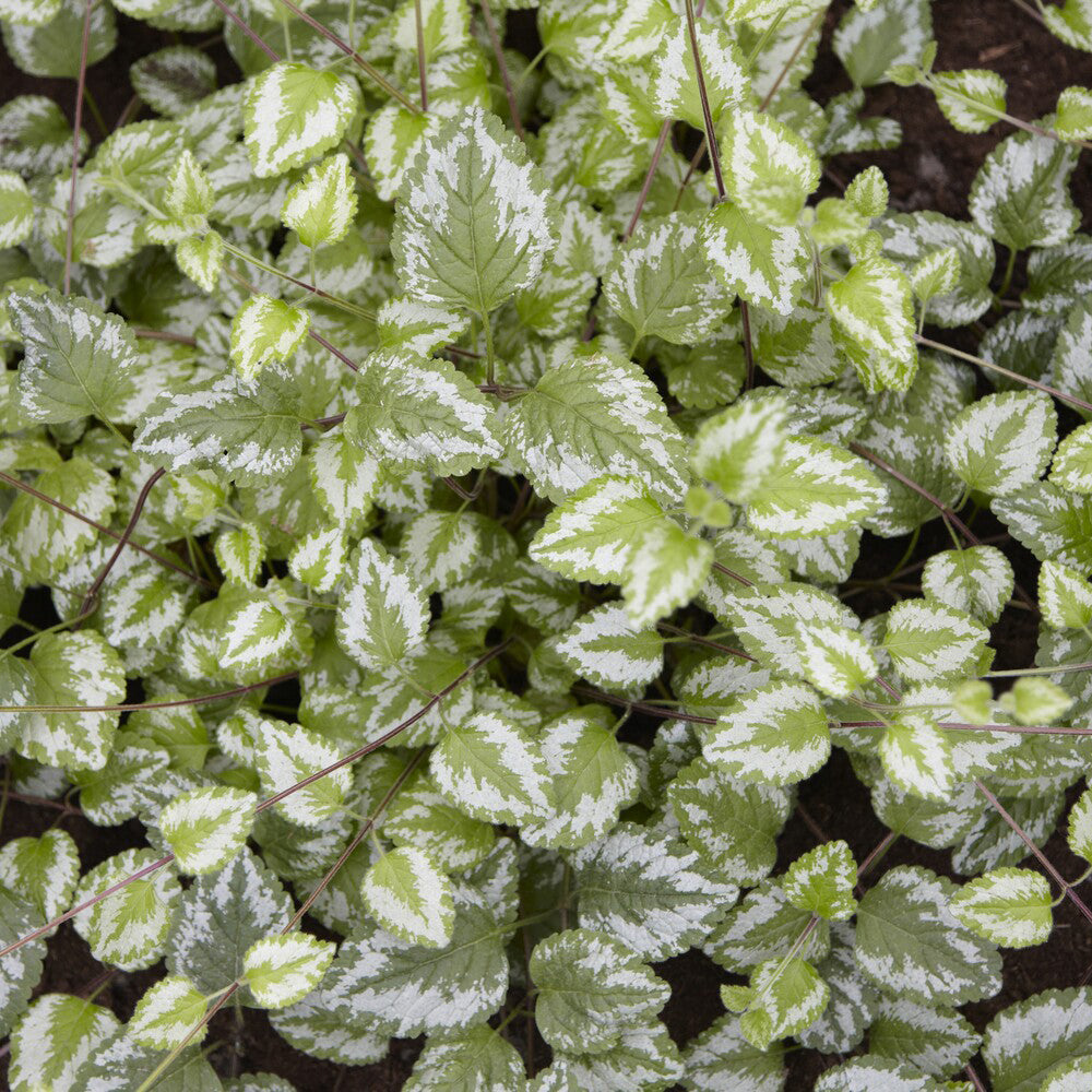 Stauden - Goldnessel 'Florentinum' - Lamiastrum galeobdolon Florentinum