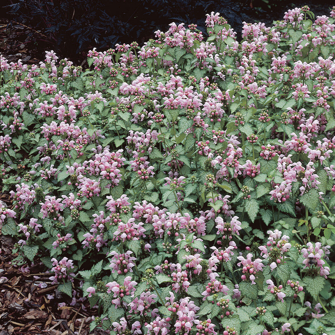 Gefleckte Taubnessel 'Roseum' - Lamium maculatum Roseum - Bakker