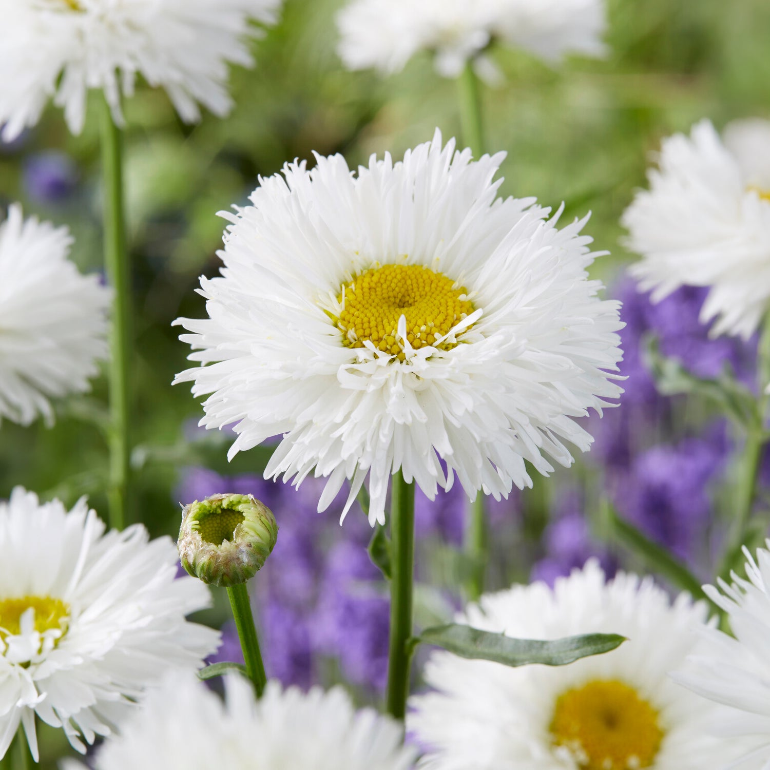 Großblumige Margerite Laspider - Leucanthemum superbum laspider - Bakker