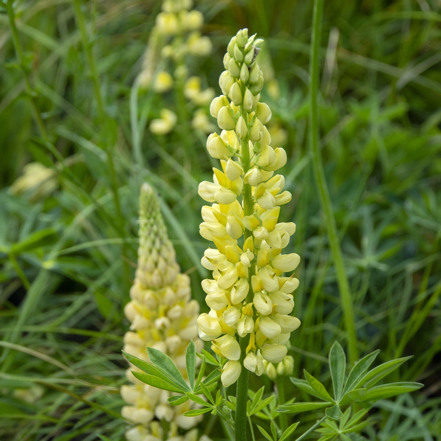 Lupine 'Chandelier' - Lupinus polyphyllus Chandelier - Bakker