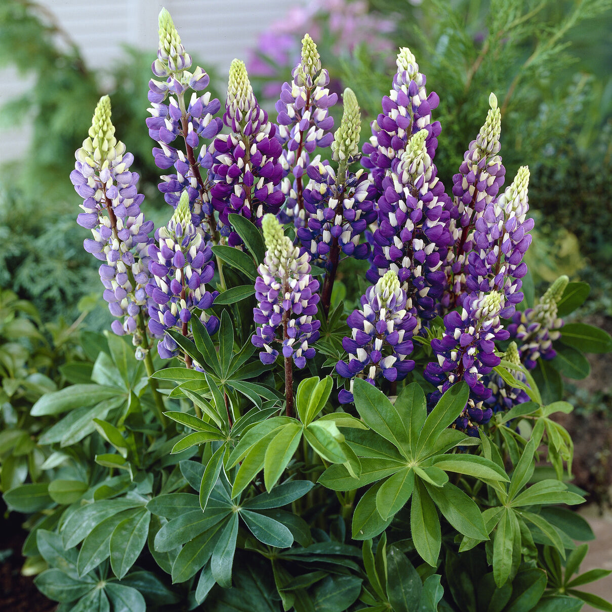 Lupin Gallery Blue - Bakker