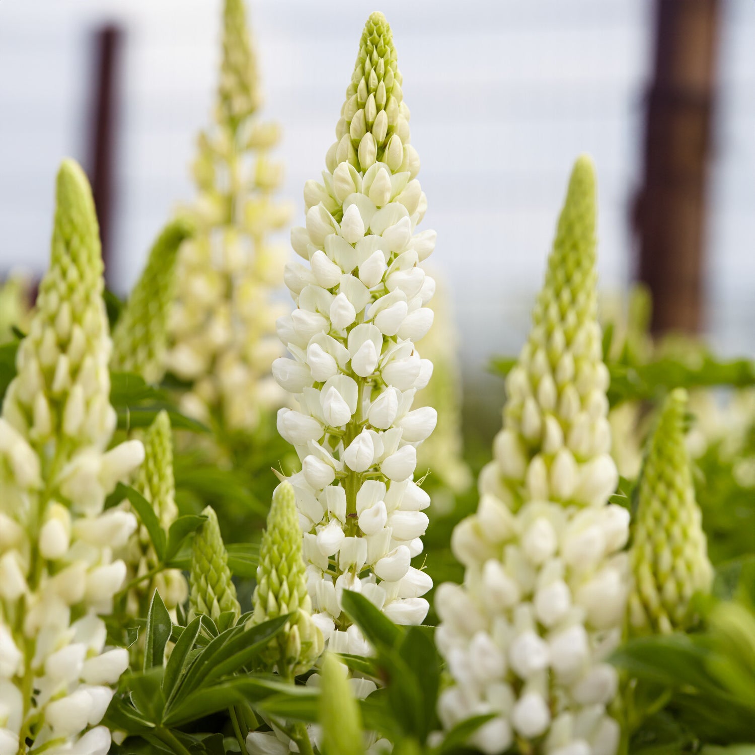 Lupine 'Gallery Weiß' - Lupinus Gallery White - Bakker