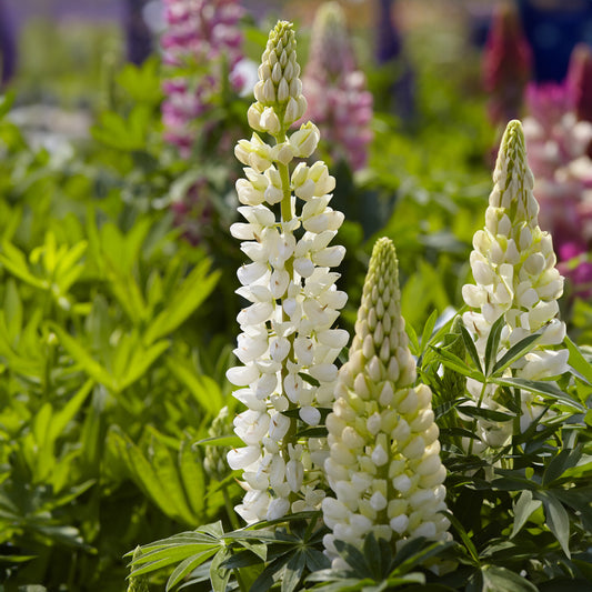 Lupine 'Gallery Weiß' - Bakker