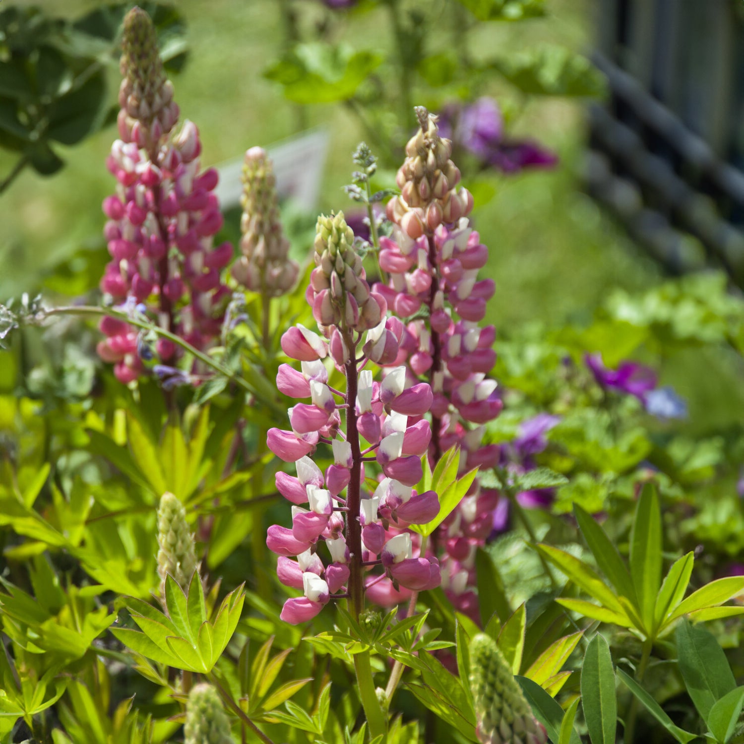 Lupine - Lupine ‘The Chatelaine’ - Lupinus The Chatelaine