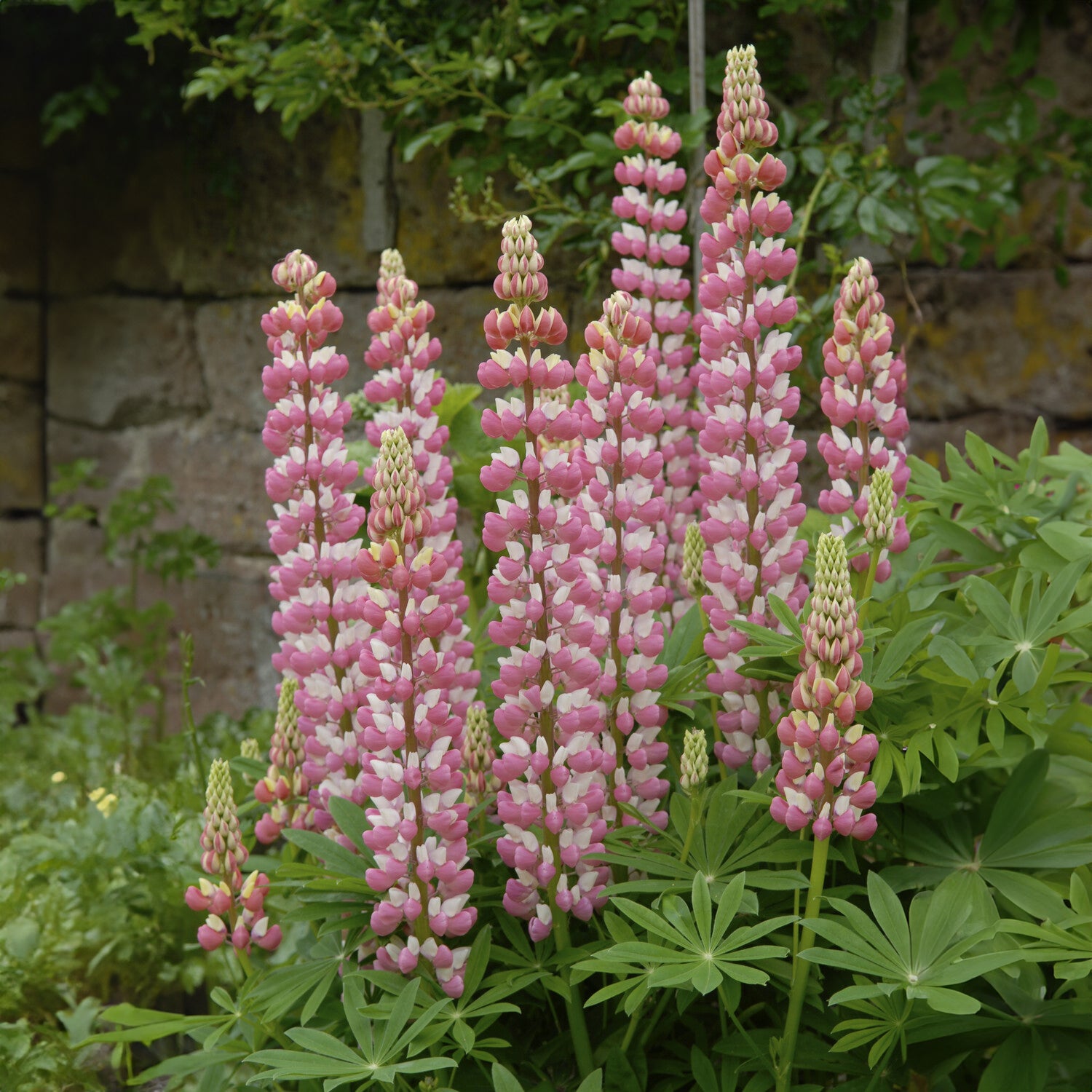 Lupinus The Chatelaine - Lupine ‘The Chatelaine’ - Lupine
