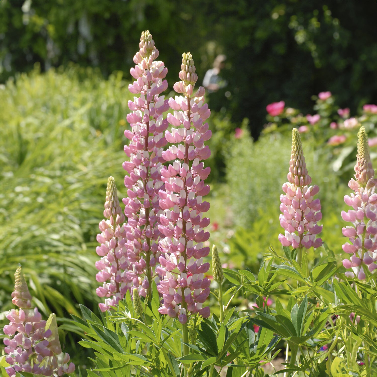 Lupine ‘The Chatelaine’ - Lupinus The Chatelaine - Bakker