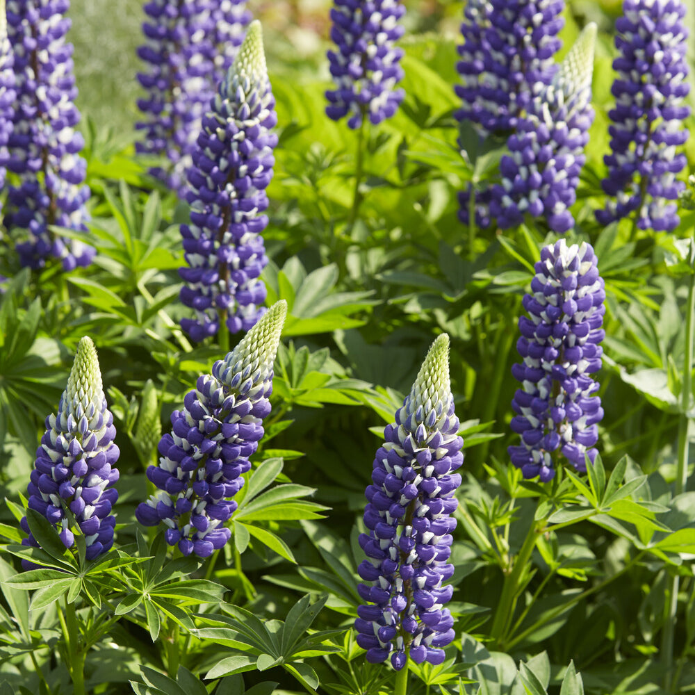 Lupinus The Governor - Lupine ‘The Governor’ - Lupine