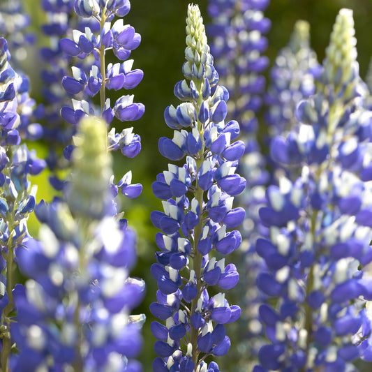Lupine ‘The Governor’ - Bakker