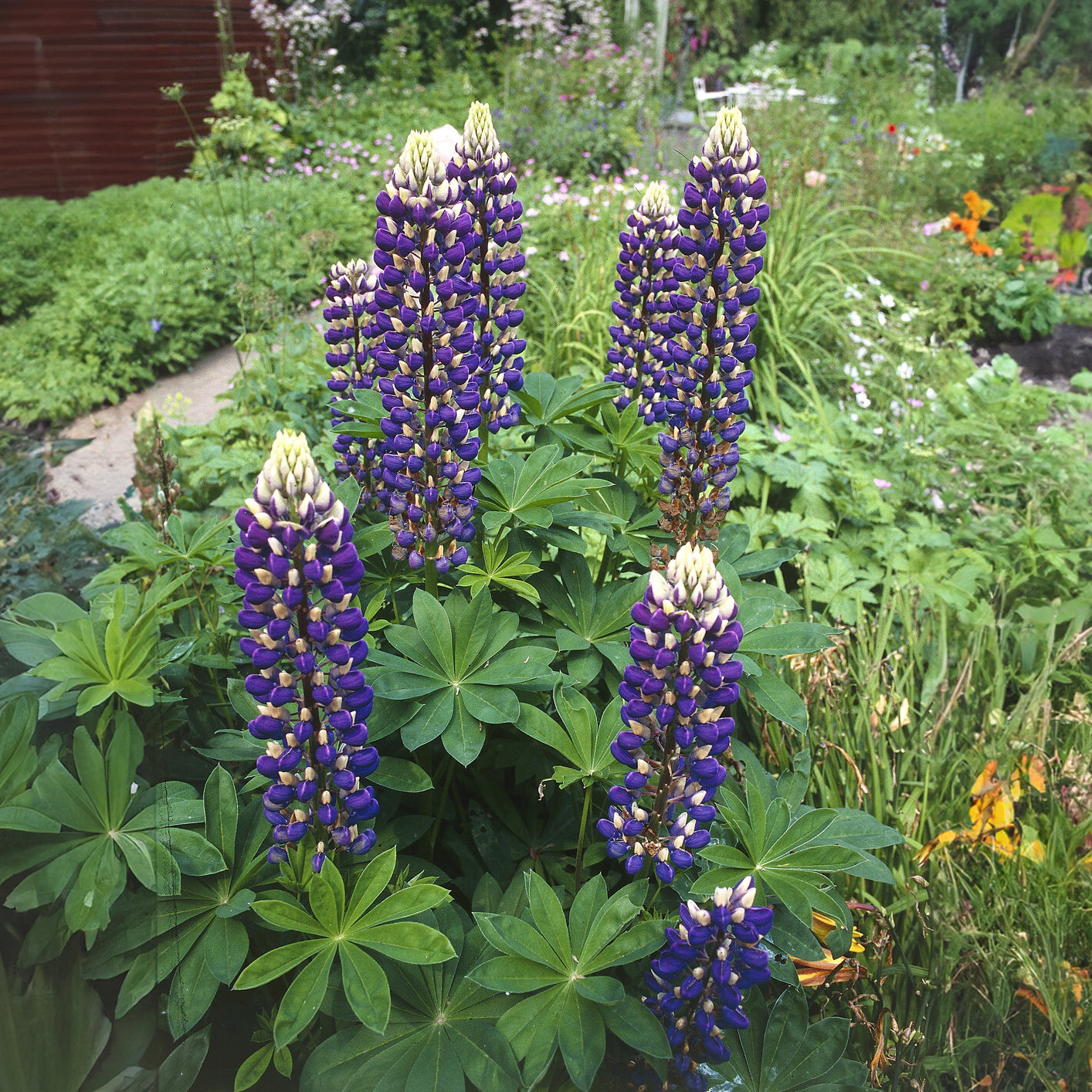 Lupine ‘The Governor’ - Lupinus The Governor - Bakker