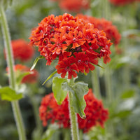 Stauden - Brennende Liebe - Lychnis chalcedonica
