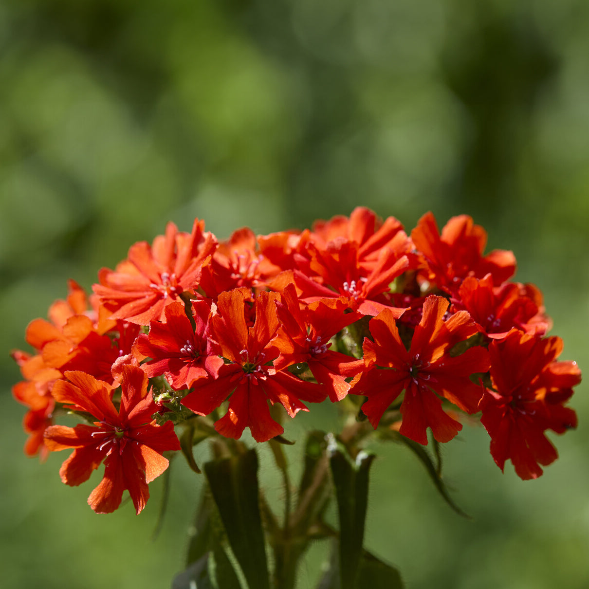 Lychnis chalcedonica - Brennende Liebe - Stauden