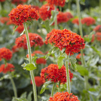 Verkauf Brennende Liebe - Lychnis chalcedonica
