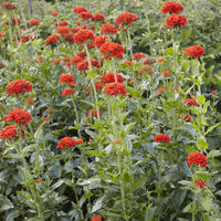 Brennende Liebe - Lychnis chalcedonica - Bakker