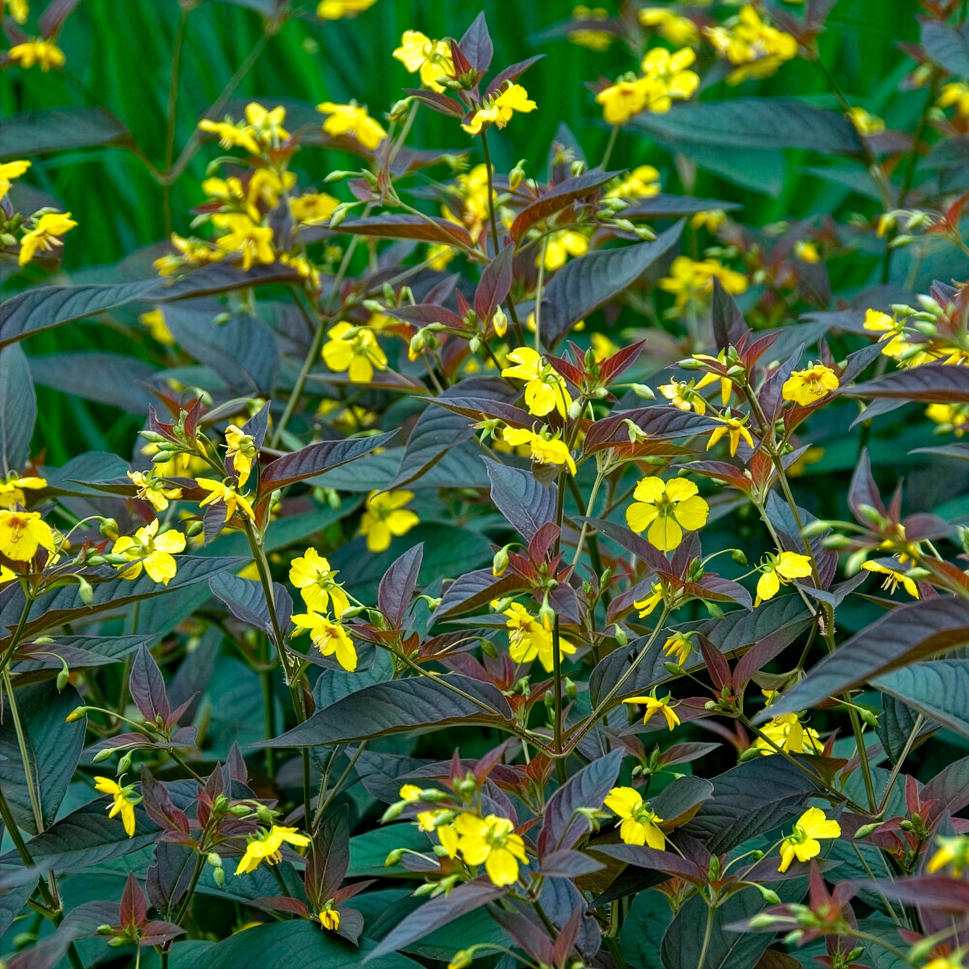 Lysimachia ciliata Firecracker - Bewimperter Felberich Firecracker - Felberich