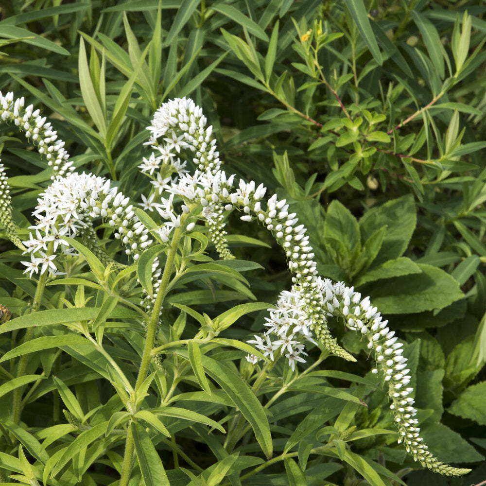 China-Goldfelberich - Lysimachia clethroides - Bakker