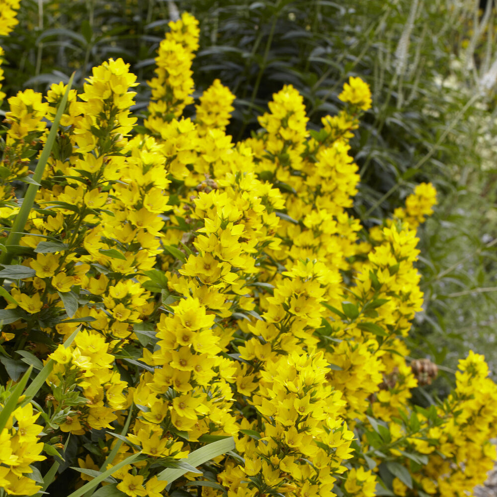Stauden - Gepunkteter Gilbweiderich - Lysimachia punctata