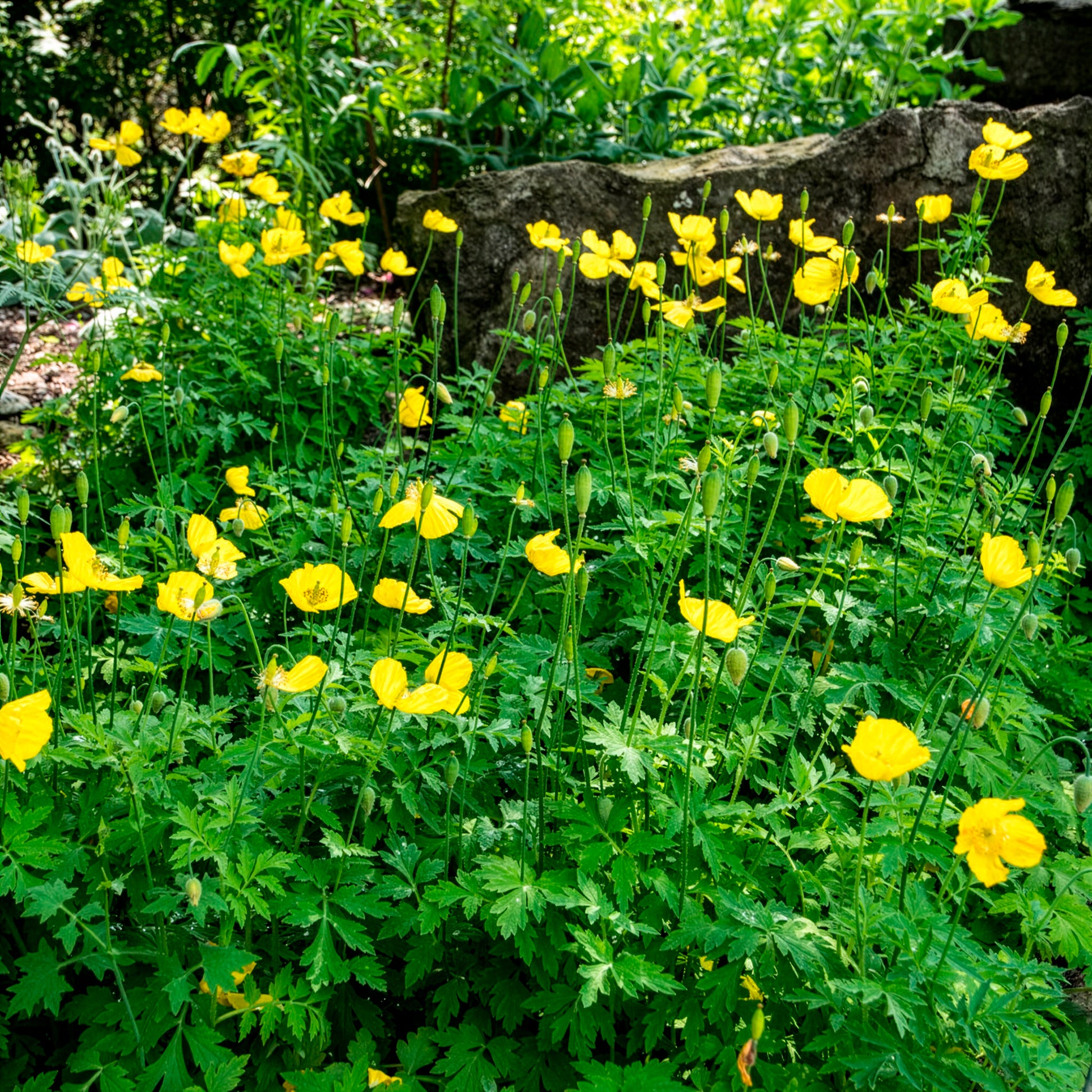 Kambrischer Scheinmohn - Bakker