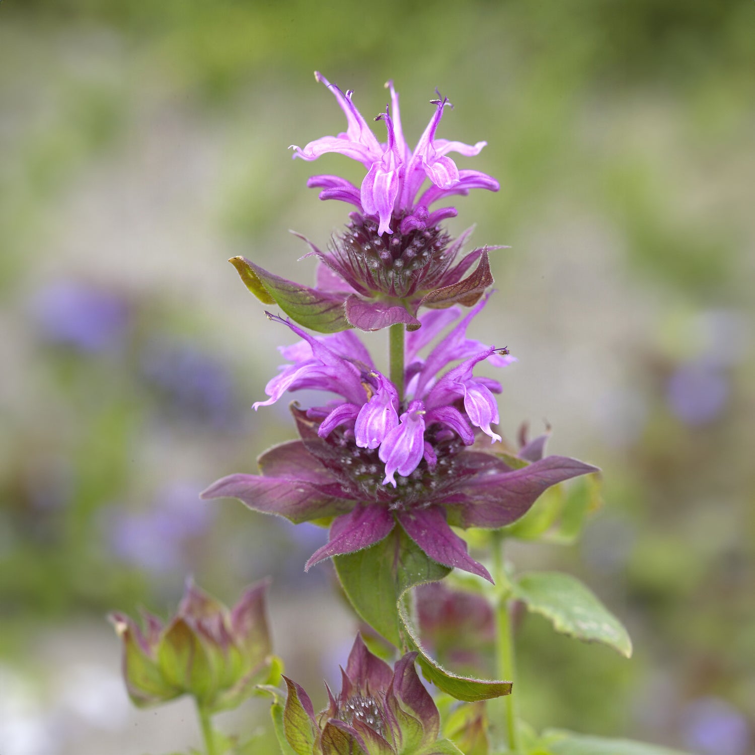 Indianernessel 'Aquarius' - Monarda aquarius - Bakker