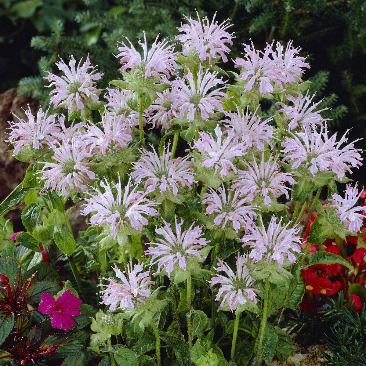 Indianernessel 'Fishes' - Monarda Fishes - Bakker