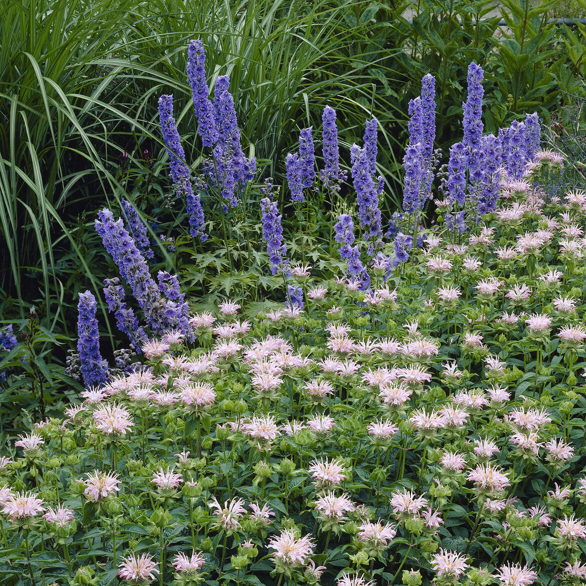 Monarda Fishes - Indianernessel 'Fishes' - Monarde