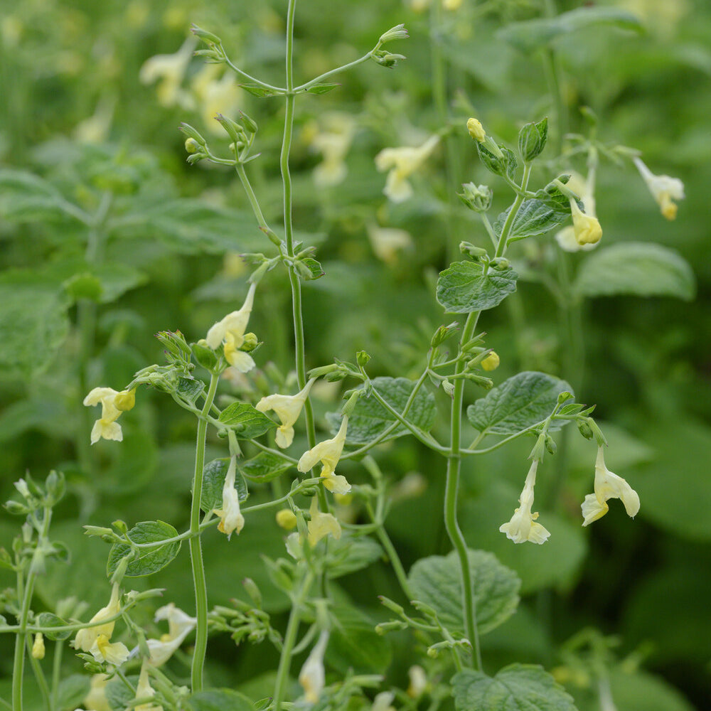 Katzenminze gelb - Nepeta govaniana - Bakker