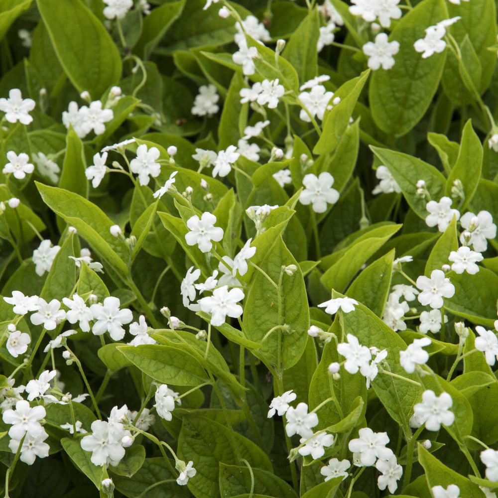 Frühlings-Gedenkemein Alba - Omphalodes verna Alba - Bakker