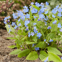 Omphalodes verna - Frühlings-Nabelnüsschen - Stauden