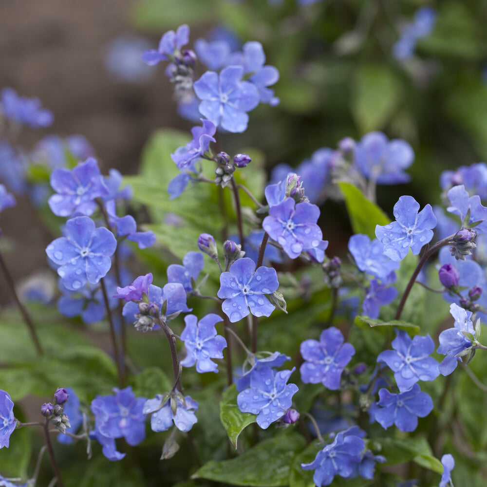 Frühlings-Nabelnüsschen - Omphalodes verna - Bakker