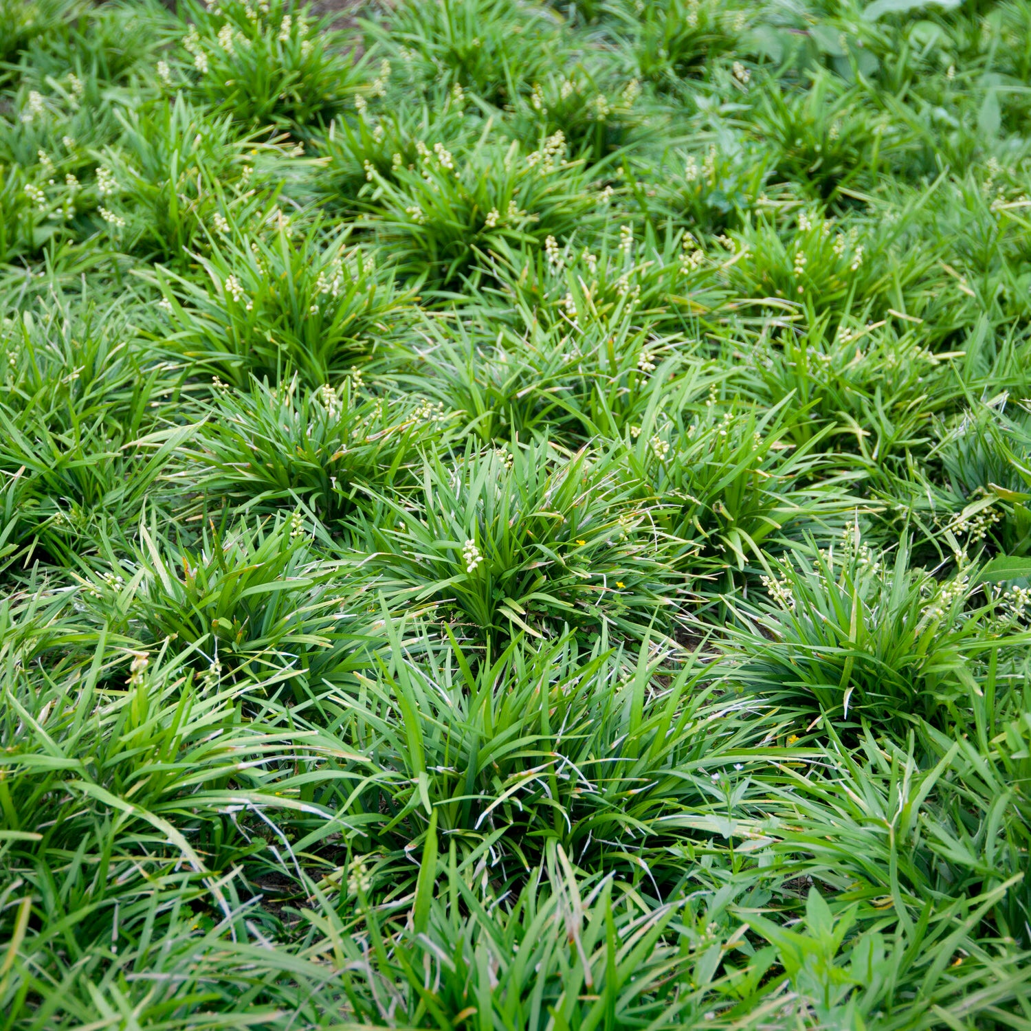 Schlangenbart - Ophiopogon planiscapus - Bakker