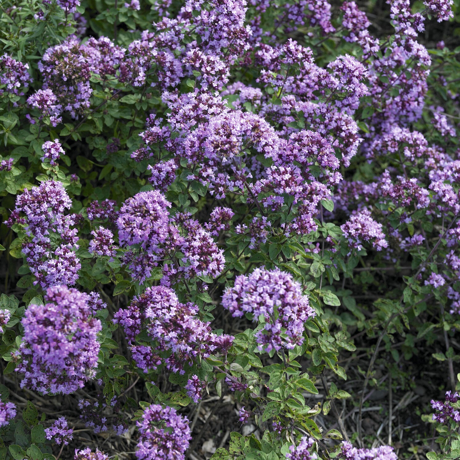 Blüten-Dost 'Rosenkuppel' - Bakker