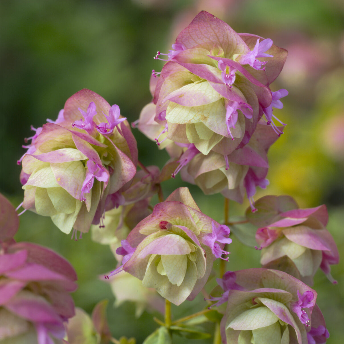 Verkauf Hopfendost Kent Beauty - Origanum rotundifolium Kent Beauty