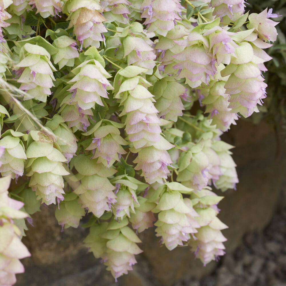 Hopfendost Kent Beauty - Bakker