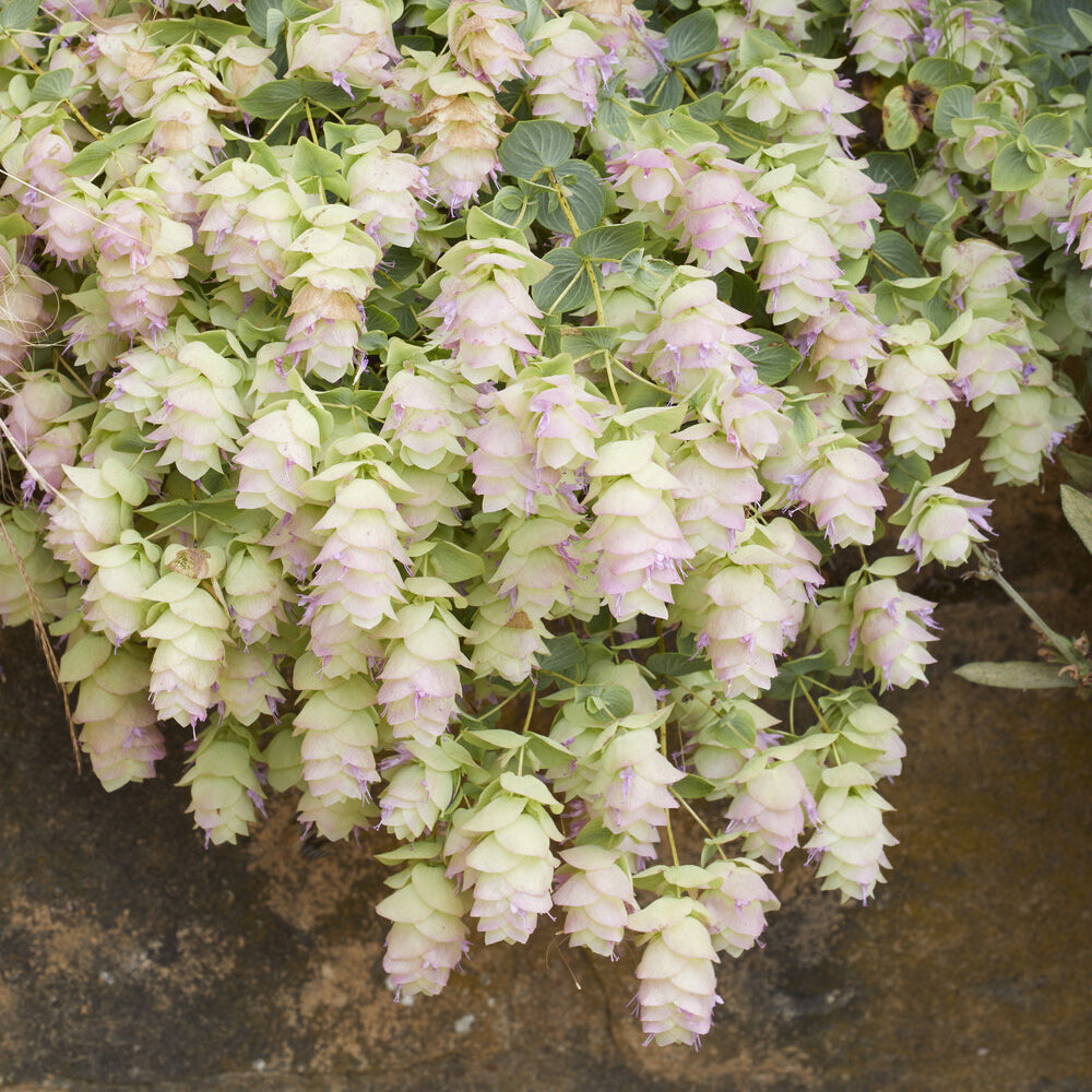 Hopfendost Kent Beauty - Origanum rotundifolium Kent Beauty - Bakker